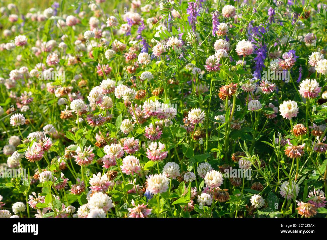 Wilde Blumen im Sommer. Stockfoto