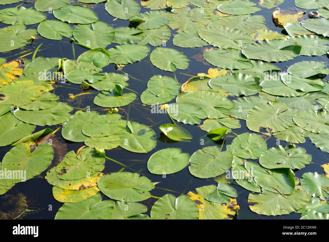 Gelbe Seerose im Teich. Stockfoto