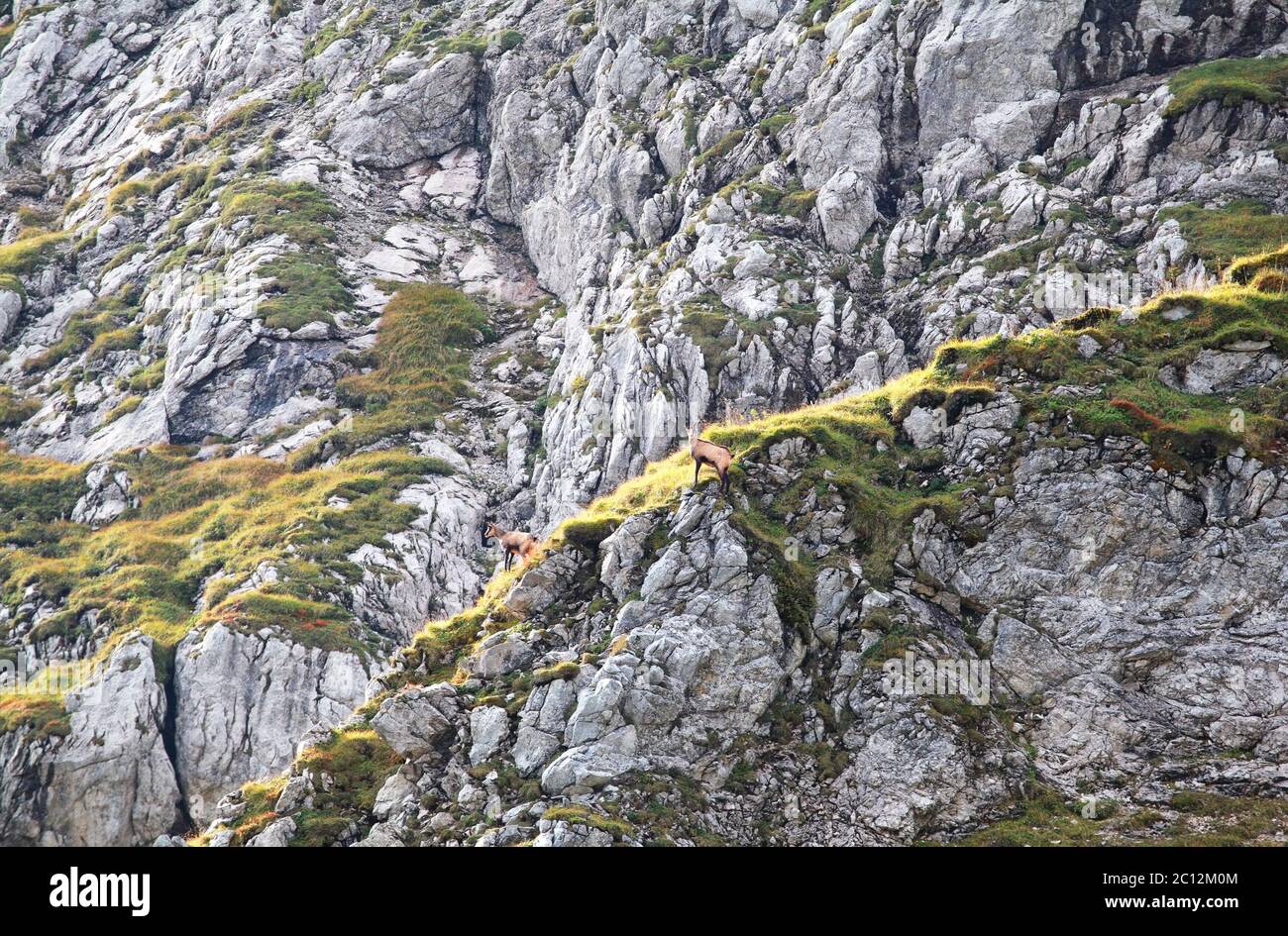 Gams-Antilope-Ziege auf Felsen Stockfoto