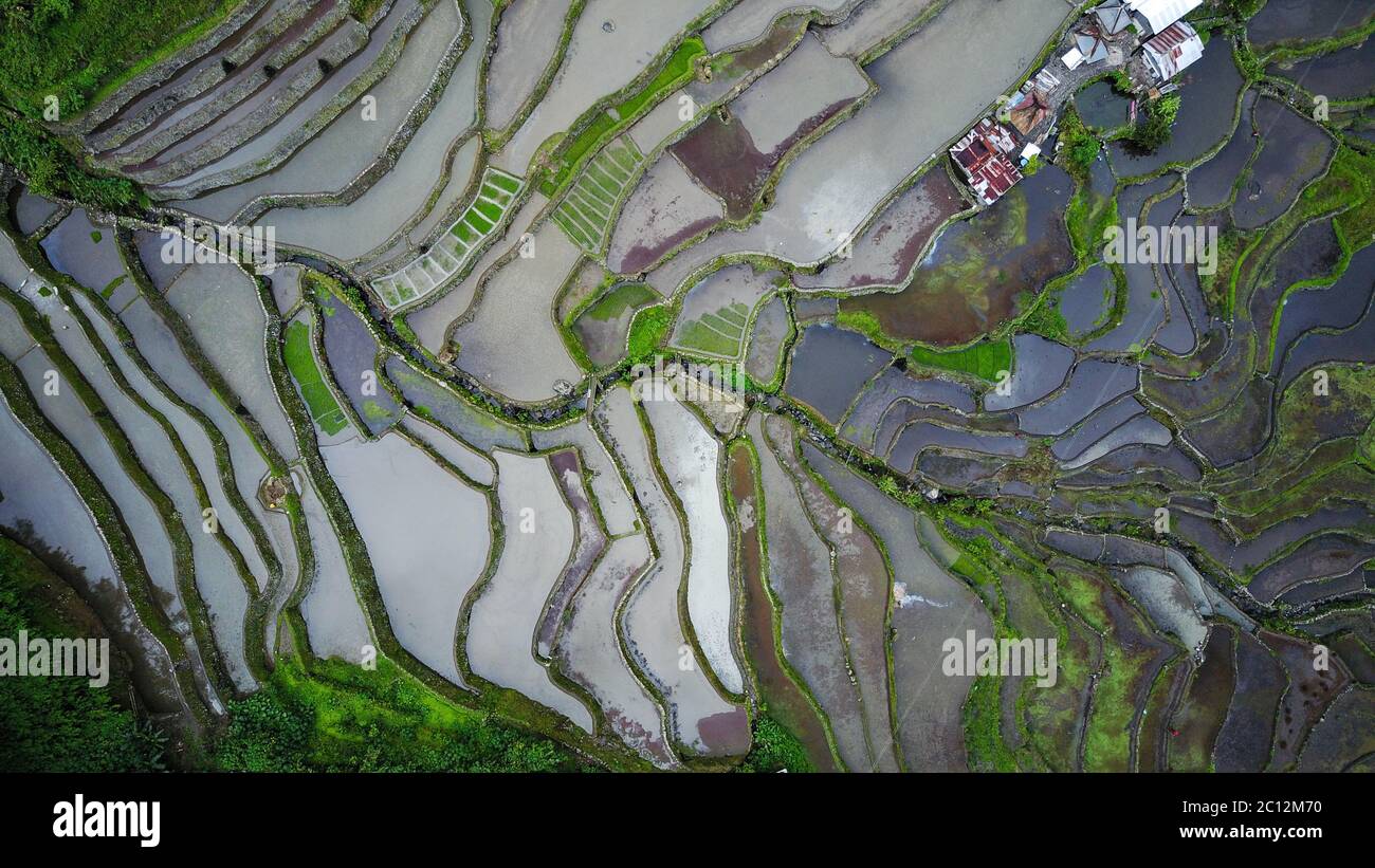 Luftaufnahme von oben nach unten auf Reisterrassen voller Wasser mit einigen Kulturen. Terrassen von oben schaffen abstrakte Formen, Formen, Texturen und Hintergründe. Stockfoto