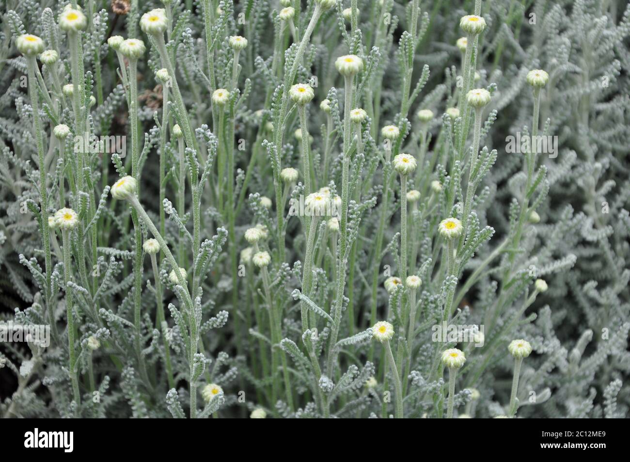 Foto von Baumwolle Lavendel Pflanze produzieren gelbe Knospen auf hohen Stielen bereit zu blühen. Santolina chamaecyparissus oder Baumwolle Lavendel Pflanze Stockfoto