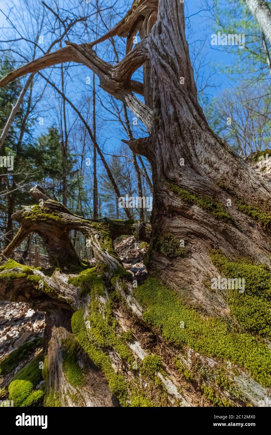 Gefallene östliche weiße Kiefer, Pinus Strobus, in Loda Lake Wildflower Sanctuary in Huron-Manistee National Forest, Michigan, USA Stockfoto