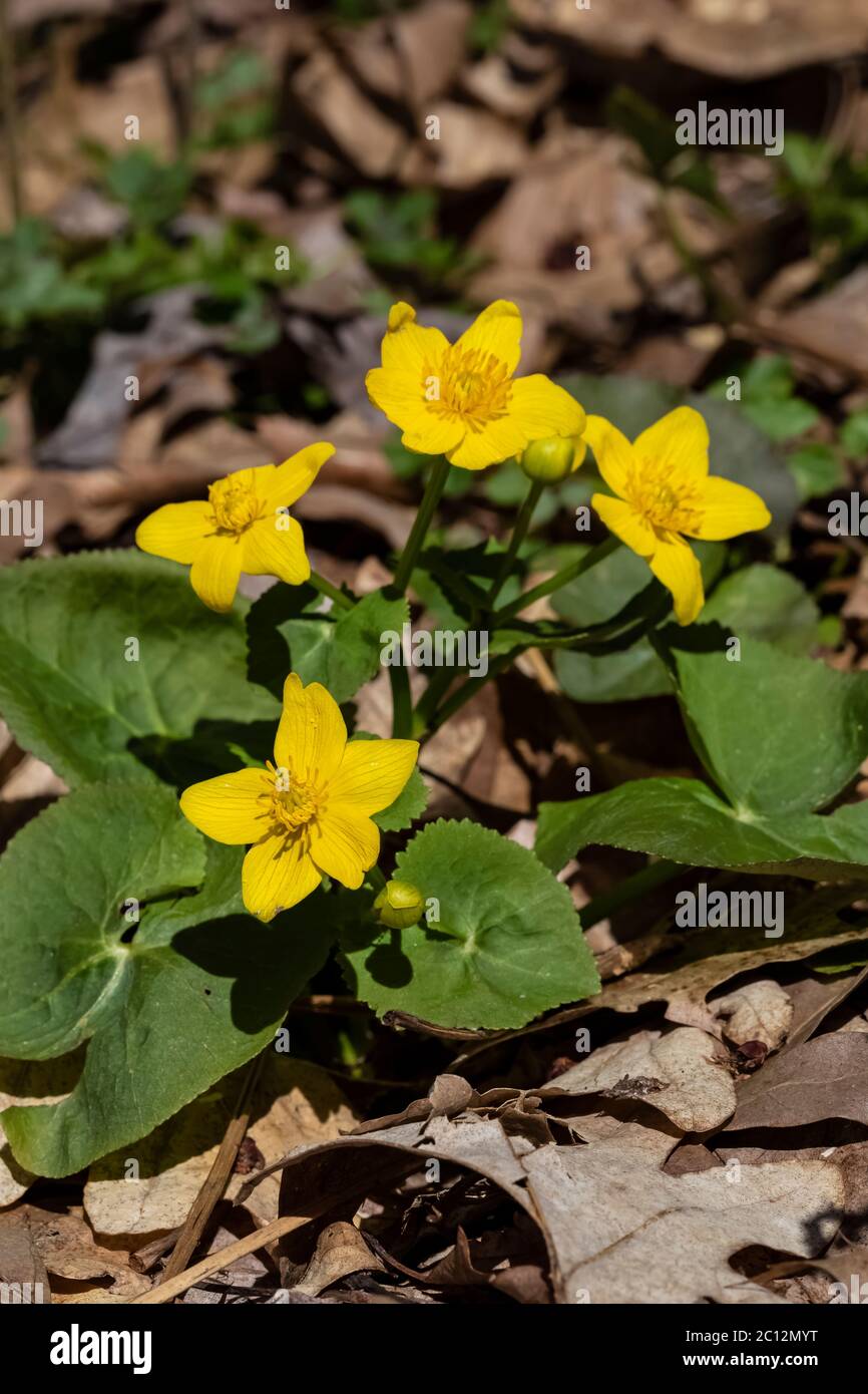 Marsh Marigold, Caltha palustris, blüht im Frühjahr in Loda Lake Wildflower Sanctuary in Huron-Manistee National Forest, Michigan, USA Stockfoto