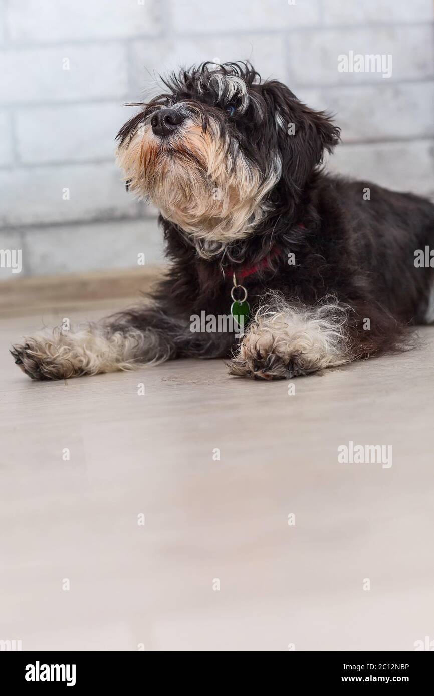 Zwergschnauzer schwarz und silber cute puppy liegen, Nahaufnahme Porträt zu Hause Stockfoto