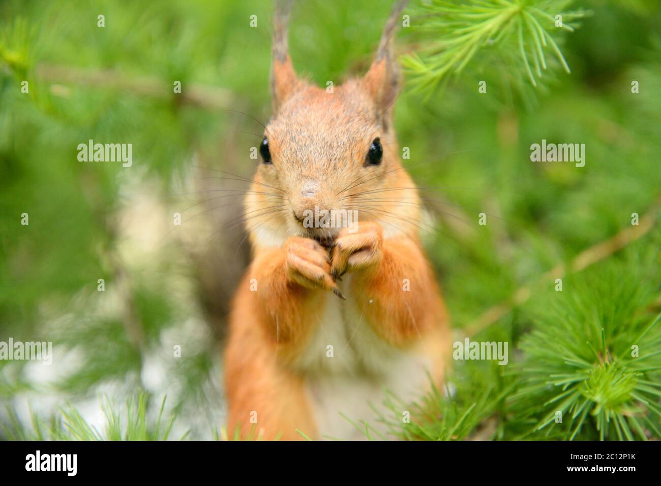 Eichhörnchen in der natürlichen Umgebung. Stockfoto