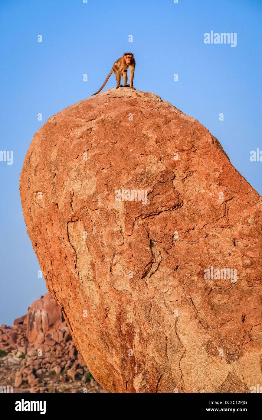 Affe auf einem Felsblock Stockfoto