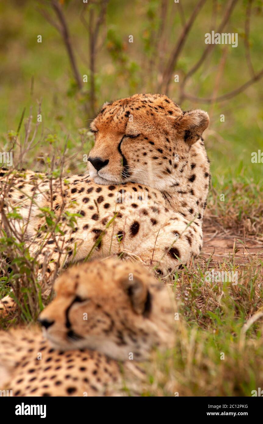 Junger Gepard, Acinonyx jubatus, der sich im Masai Mara National Reserve ausruhte. Kenia. Afrika. Stockfoto