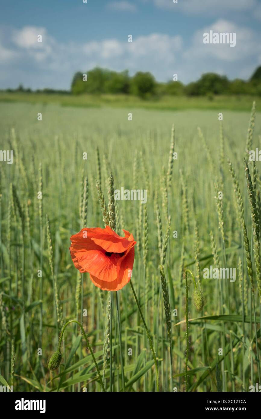 Mohn in einem Weizenfeld Stockfoto