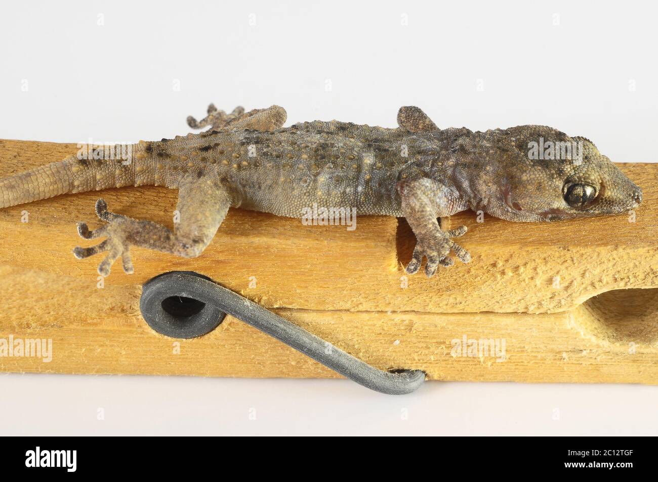 Gecko Lizard und Wäschereispi Stockfoto