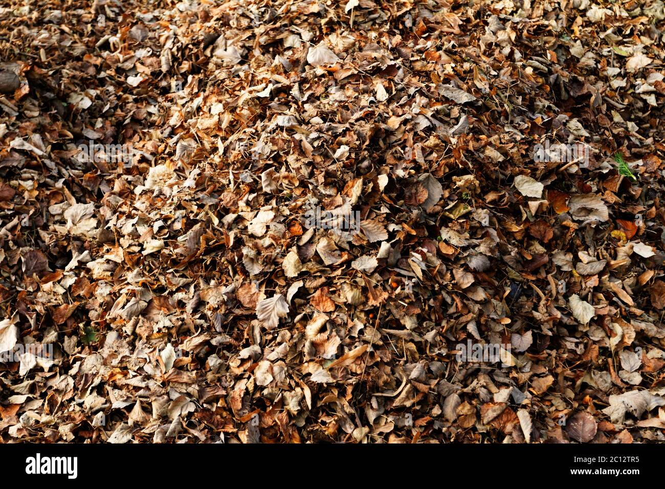 Nahaufnahme von einem Haufen von Blättern. Stockfoto