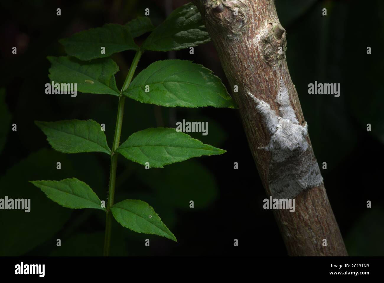Blasser Stoßfalter klammert sich an roten Zweig neben saftig grünen Blättern. Dunkler Hintergrund isoliert diese einzelne Motte. Eine sehr flauschige Mottenart. Stockfoto