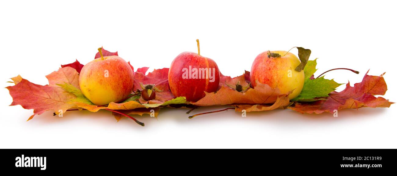 Herbst Ahornblätter und drei Äpfel. Stockfoto