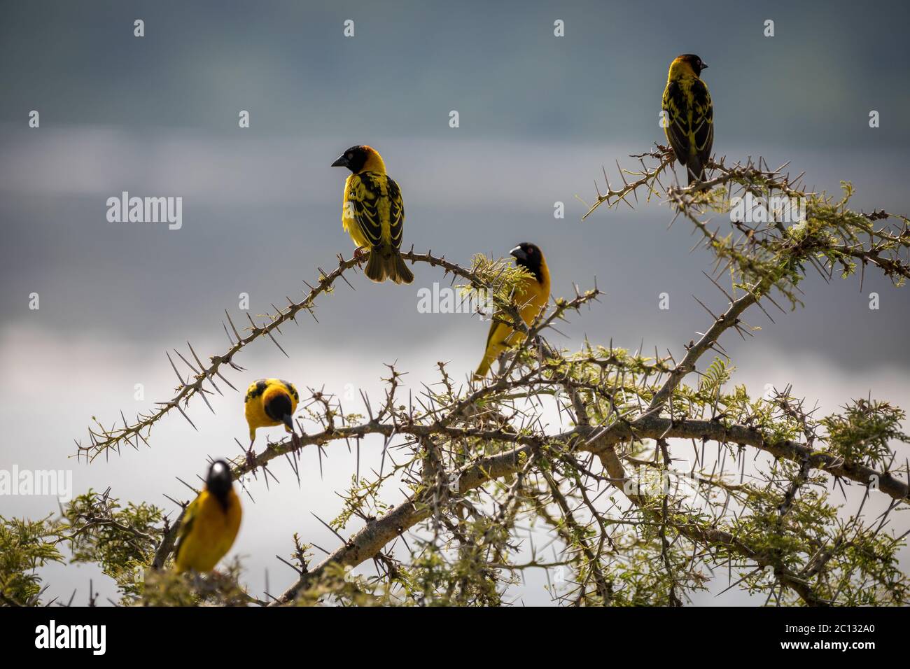 Schwarm von Schwarzköpfchen-Weber oder Gelbrückenwebervögeln (Ploceus melanocephalus), auf einem Dornbusch, Uganda, Afrika Stockfoto