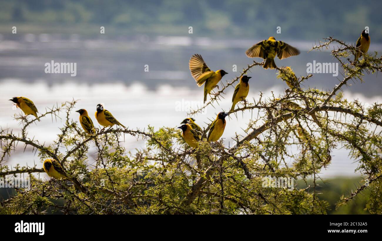 Schwarm von Schwarzköpfchen-Weber oder Gelbrückenwebervögeln (Ploceus melanocephalus), auf einem Dornbusch, Uganda, Afrika Stockfoto