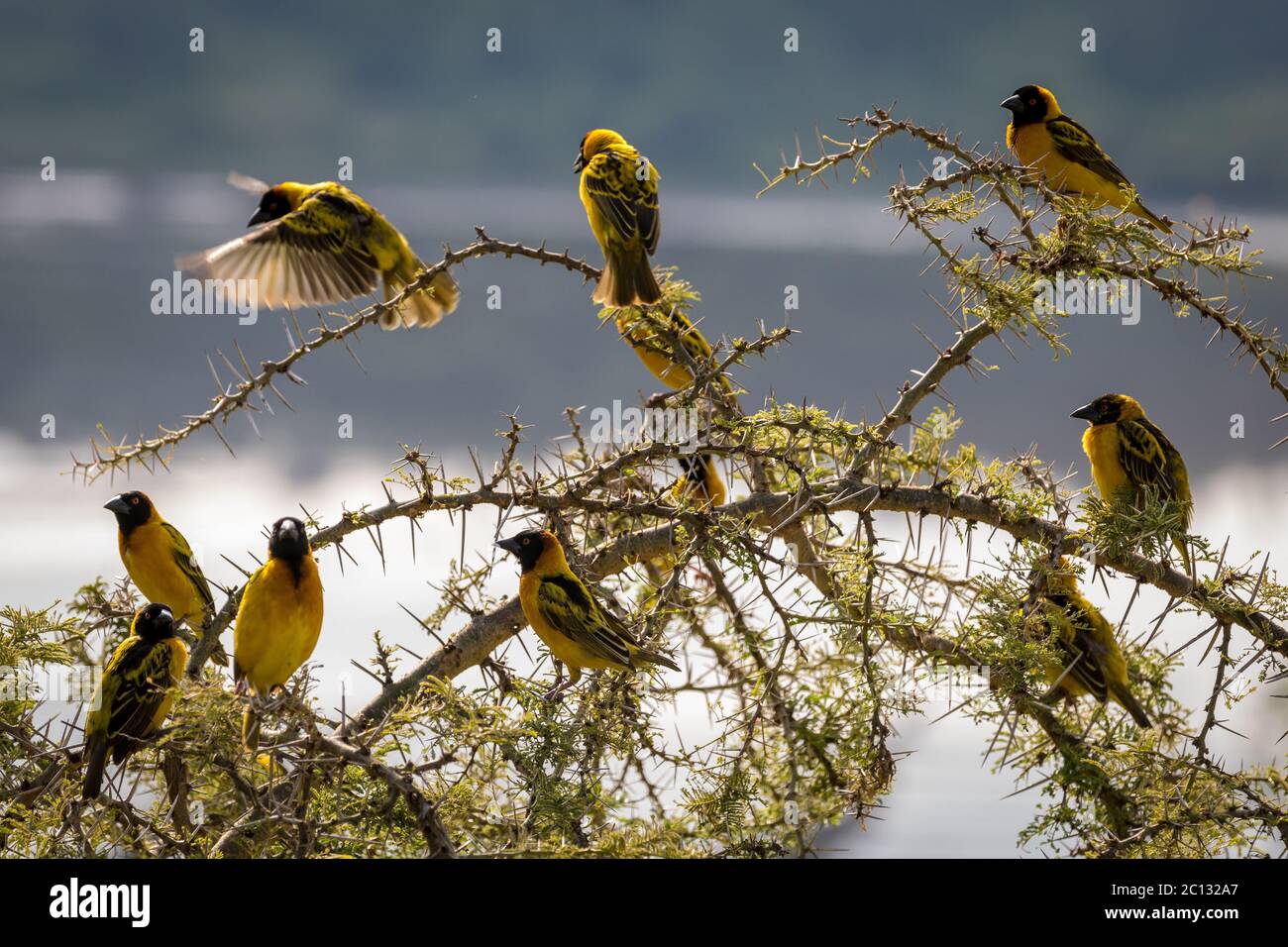 Schwarm von Schwarzköpfchen-Weber oder Gelbrückenwebervögeln (Ploceus melanocephalus), auf einem Dornbusch, Uganda, Afrika Stockfoto