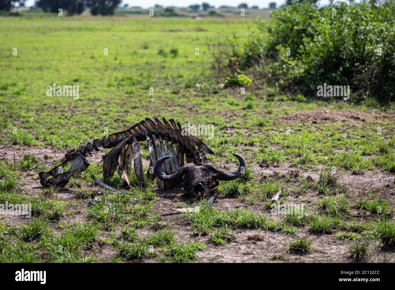 Skelett eines toten Kapbüffels (Syncerus Caffer), der von Geiern sauber gepflückt wurde, Queen Elizabeth National Park, Uganda Stockfoto
