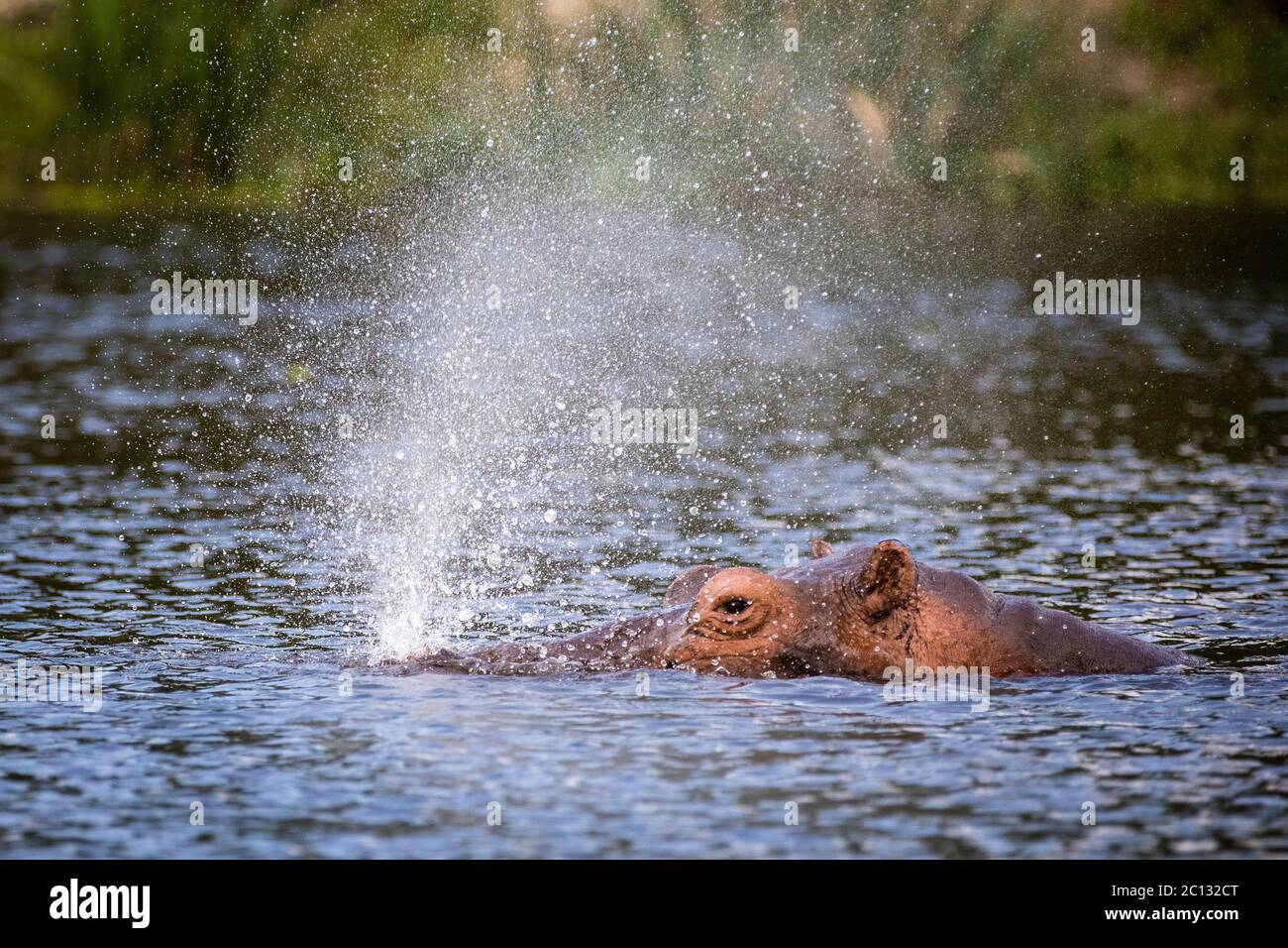 Flusspferd (Hippopotamus Amphibius) in den Nil, Murchison Falls National Park, Uganda Stockfoto