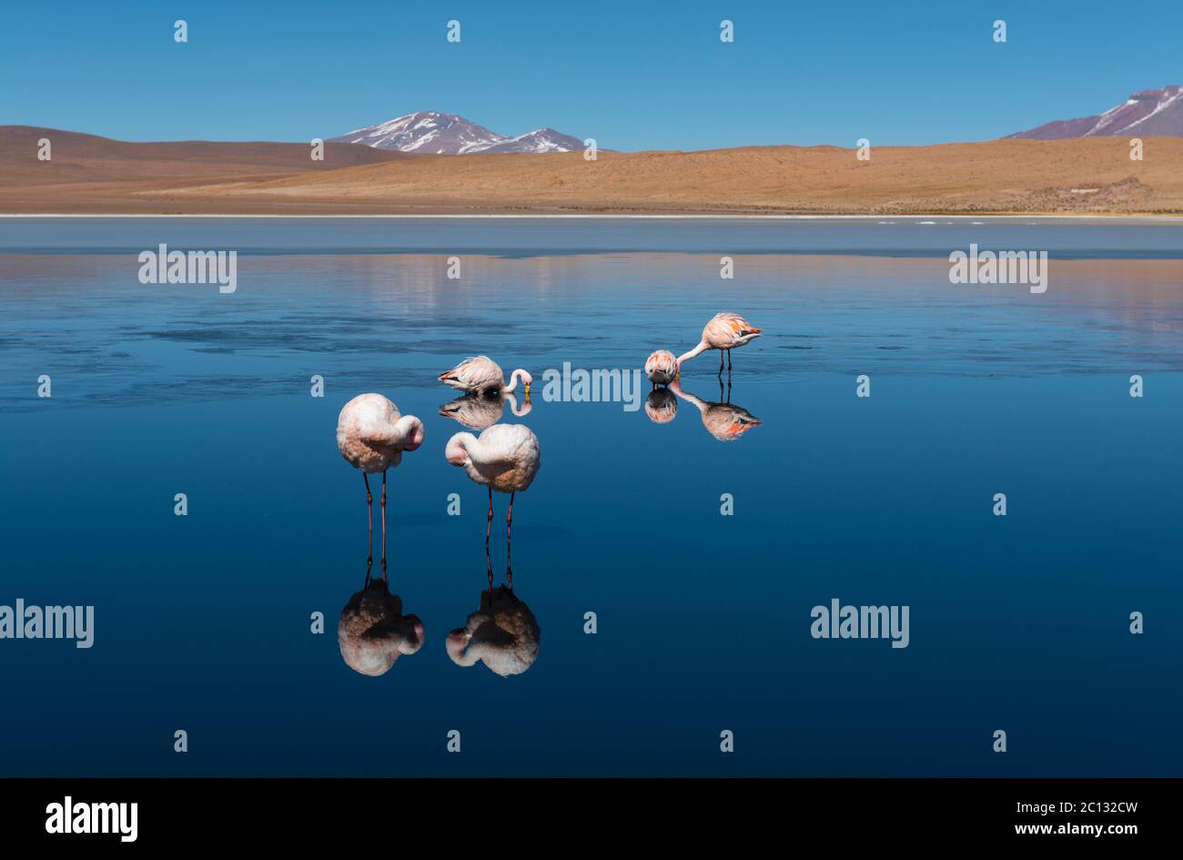 Hedionda Lagune mit James Flamingos (Phoenicoparrus jamesi), Uyuni Salt Flat Desert, Bolivien. Stockfoto