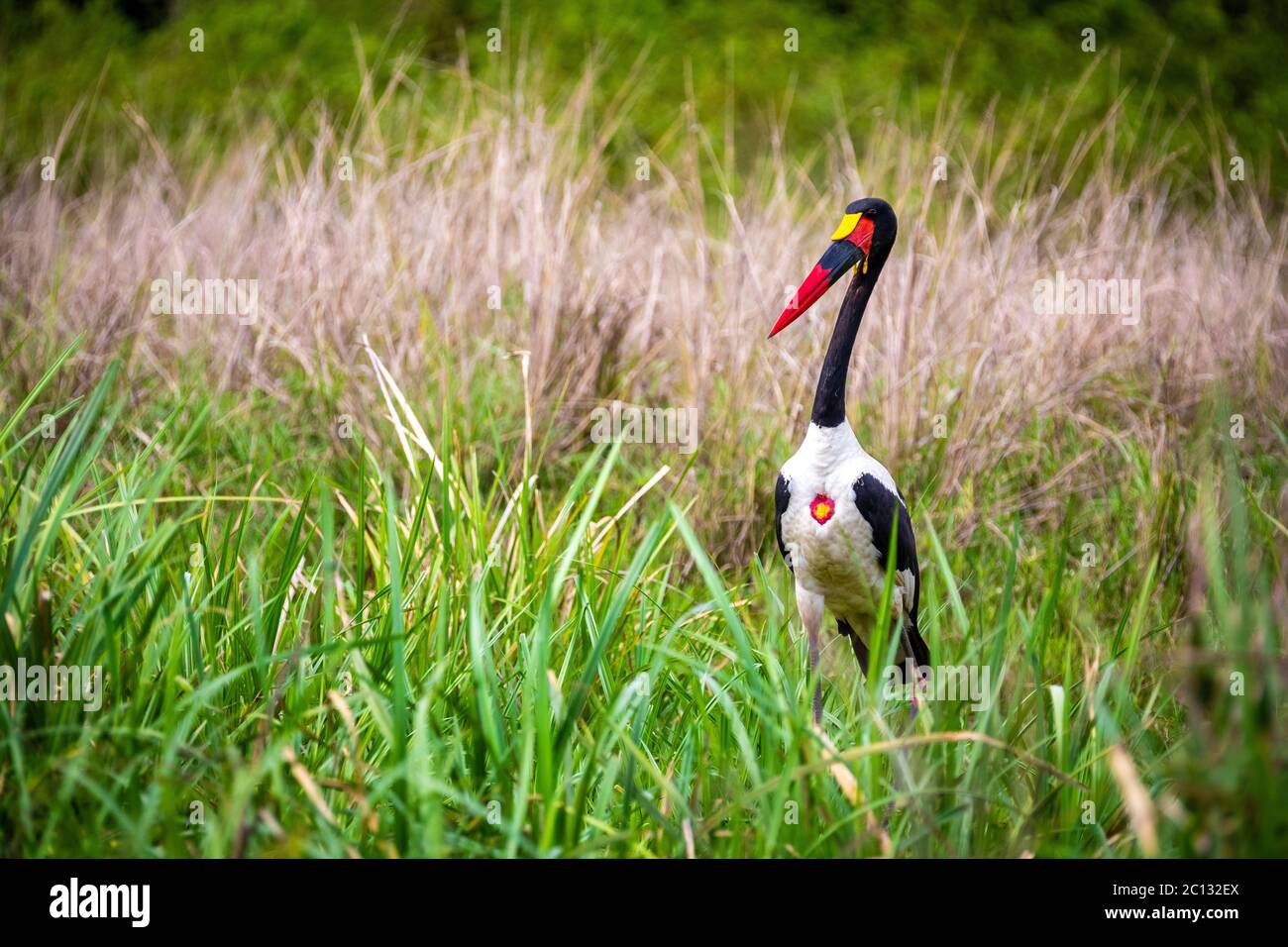 Porträt eines bunten, sattelbilligen Storches (Ephippiorhynchus senegalensis), der auf einer grünen Wiese im Murchison Falls National Park Uganda steht Stockfoto