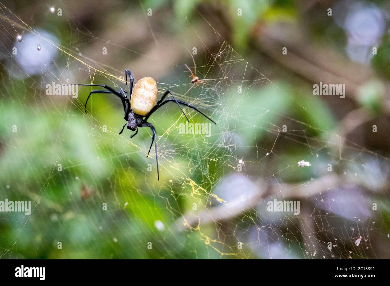 Afrikanische Goldseide Orb-Weaver oder Goldorb-Webspinne (nephila constricta) in ihrem Netz, Uganda, Afrika Stockfoto