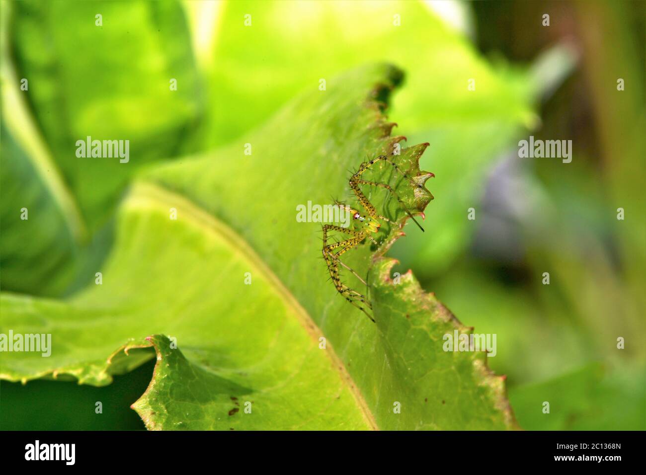 Kleine grüne Luchsspinne. Stockfoto