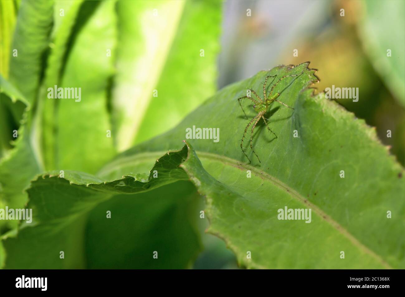 Kleine grüne Luchsspinne. Stockfoto