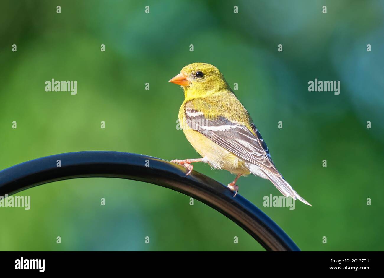 Weibliche amerikanische Goldfink Spinus tristis auf einer Metallstütze für einen Futterhäuschen in Orillia Ontario Kanada. Stockfoto