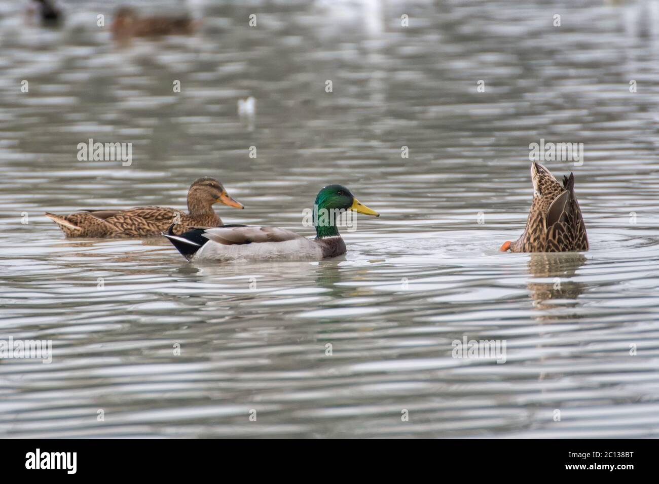 Wilde Enten schwimmen auf einem See Stockfoto