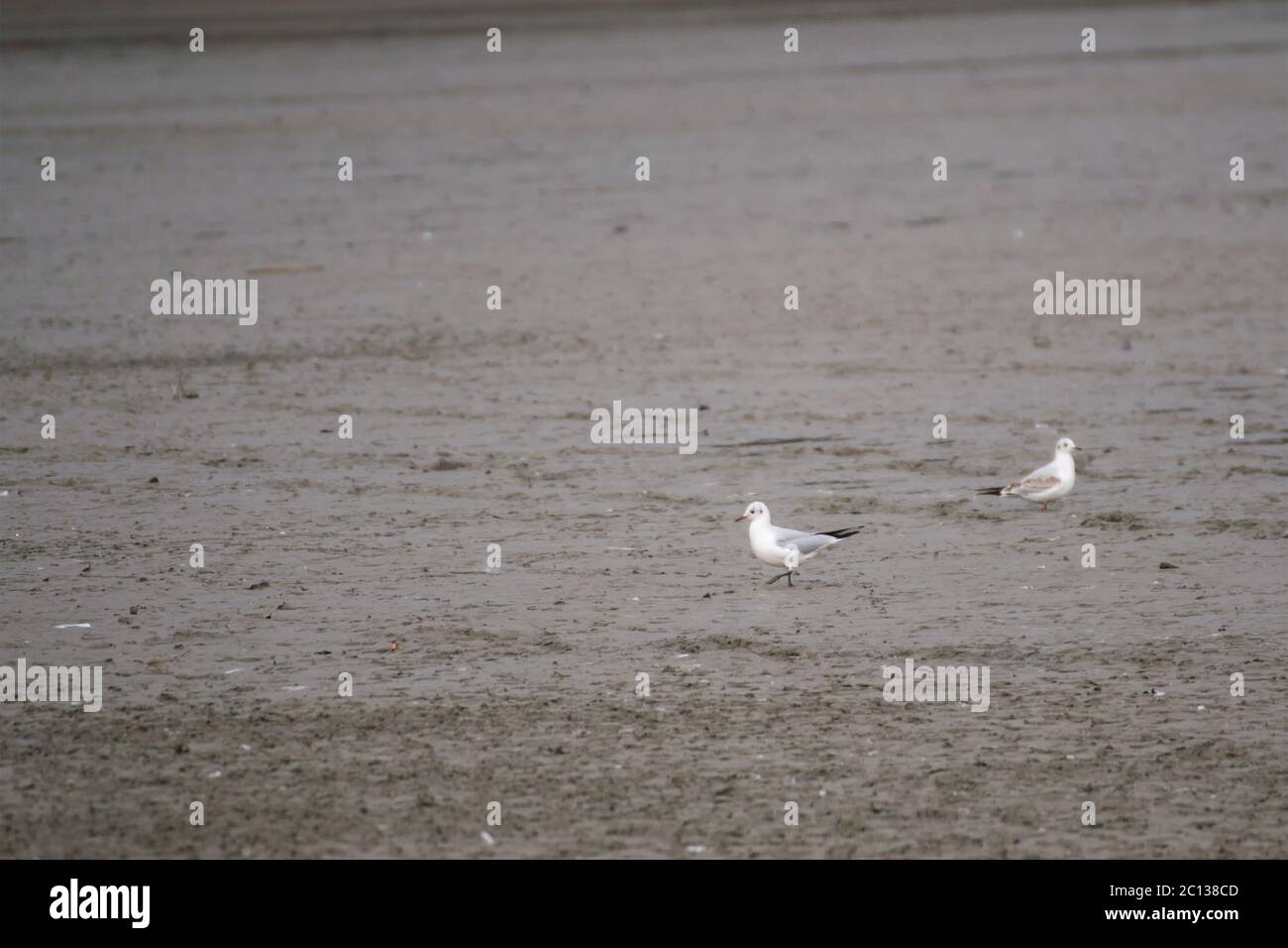 Möwen auf einem See auf der Suche nach Nahrung Stockfoto