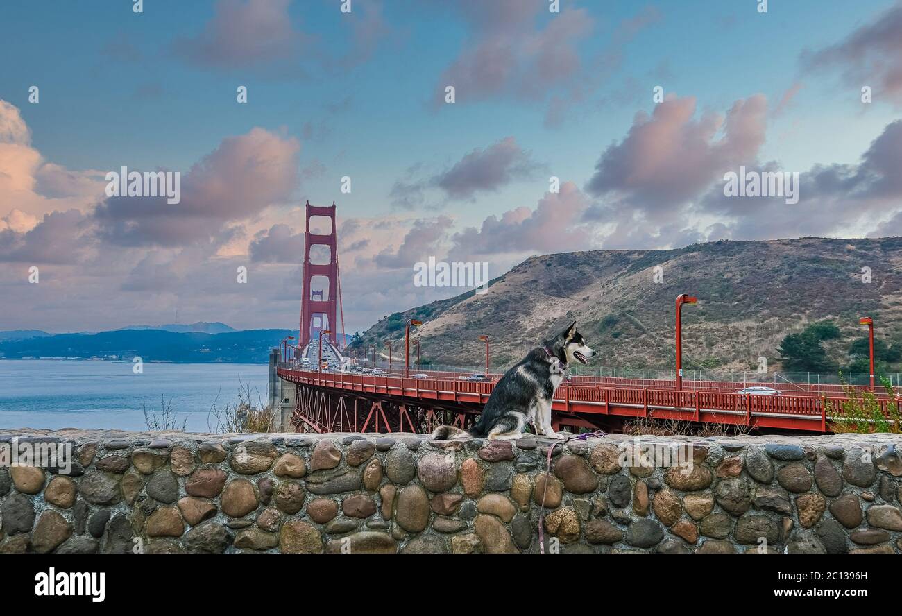 Alaskan Hund posiert an der Golden Gate Bridge Stockfoto