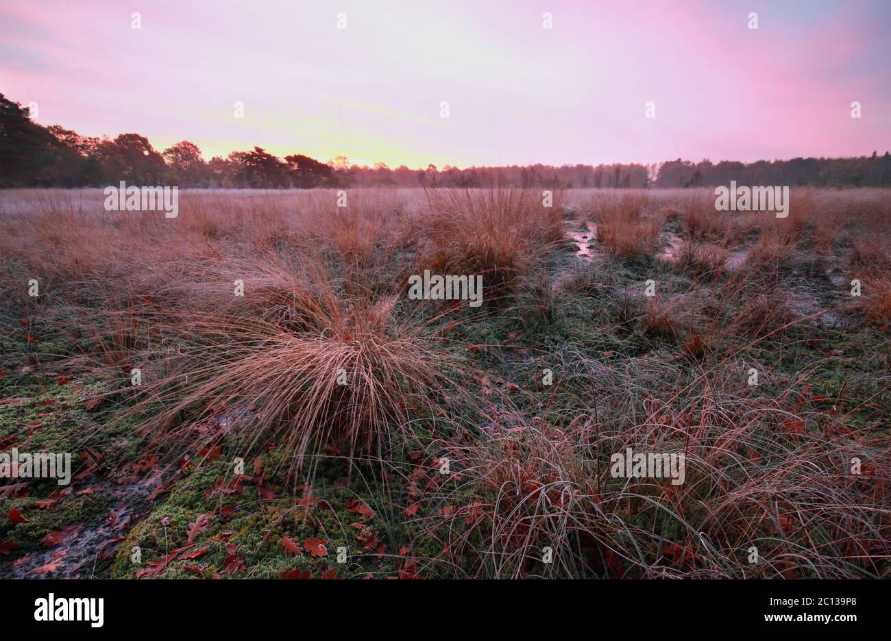 Lila frostiger Sonnenaufgang über Sumpf Stockfoto