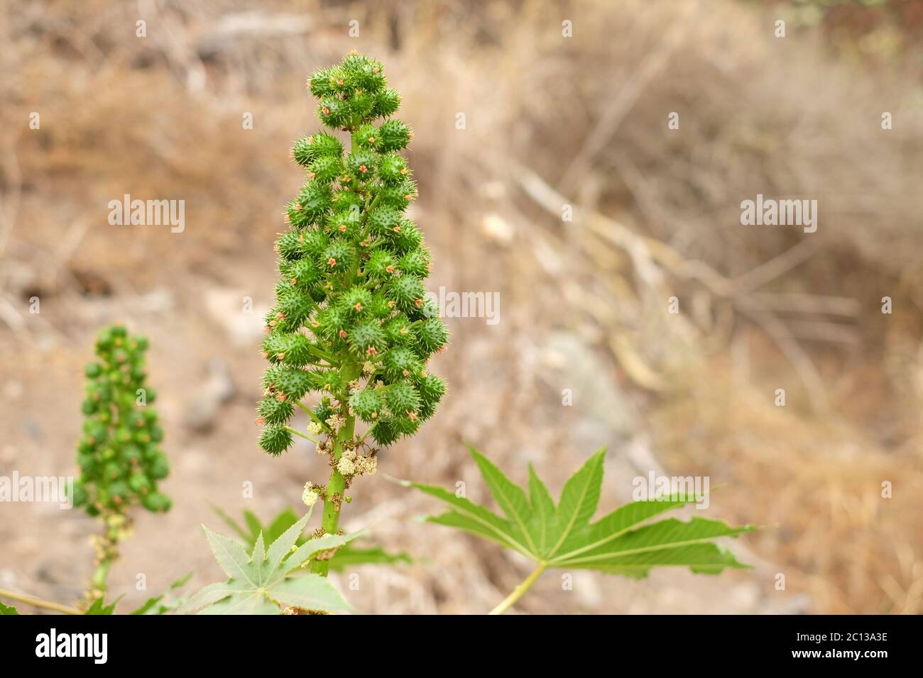 Rizinusbohne, Rizinusöl-Pflanze (Ricinus) mit Samenkapseln und Blättern. Stockfoto