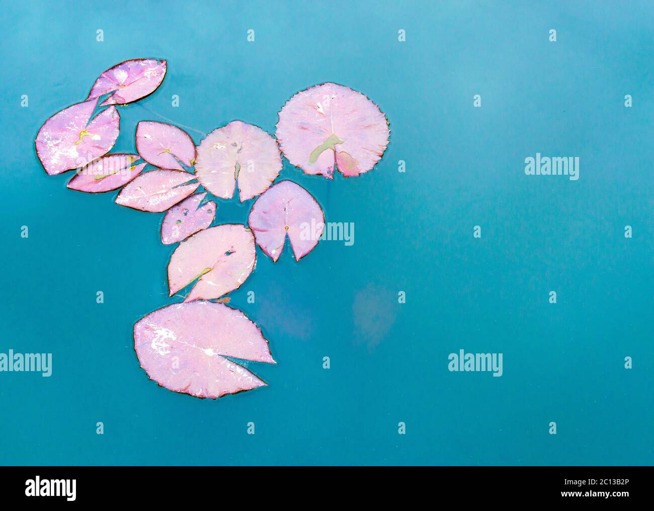 Nahaufnahme von zarten lila Seerosenunterlage Blätter in einem türkisfarbenen Teich mit Kopierer Platz schweben Stockfoto