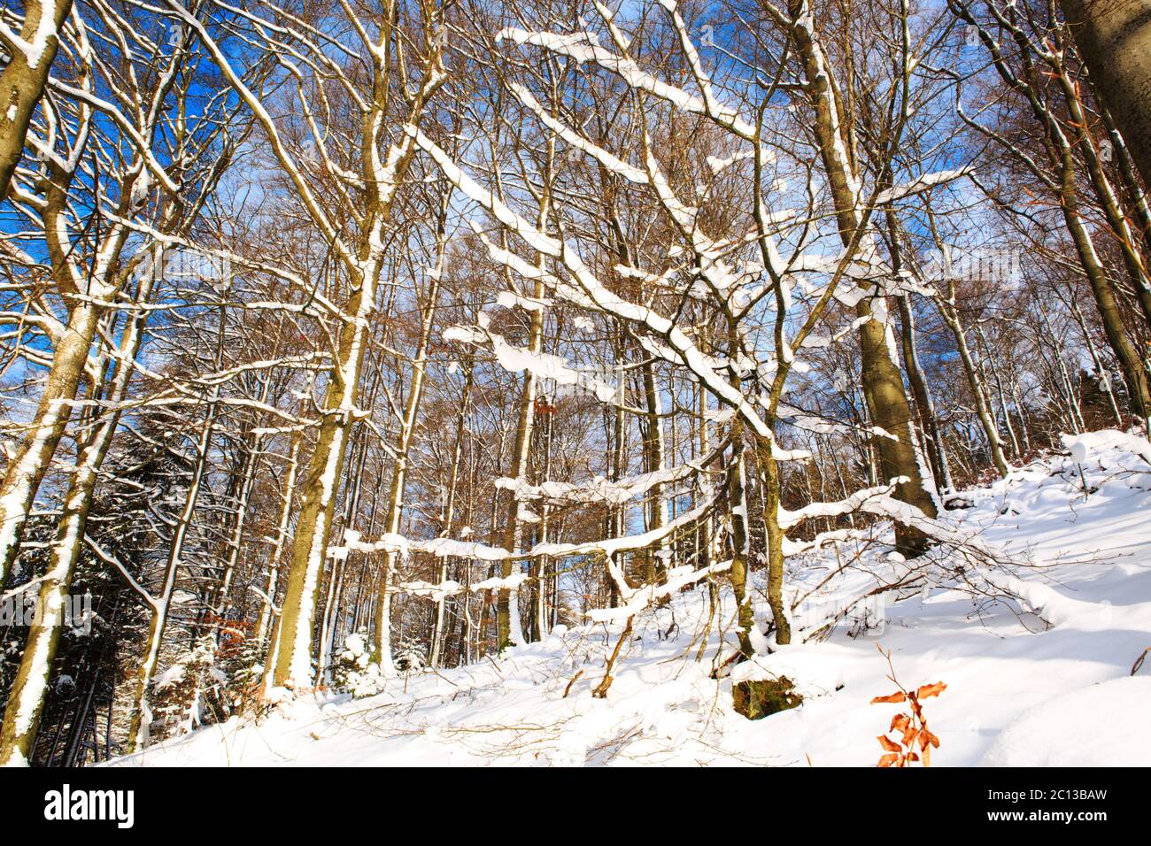 Gefrorener Baum im Wald. Stockfoto