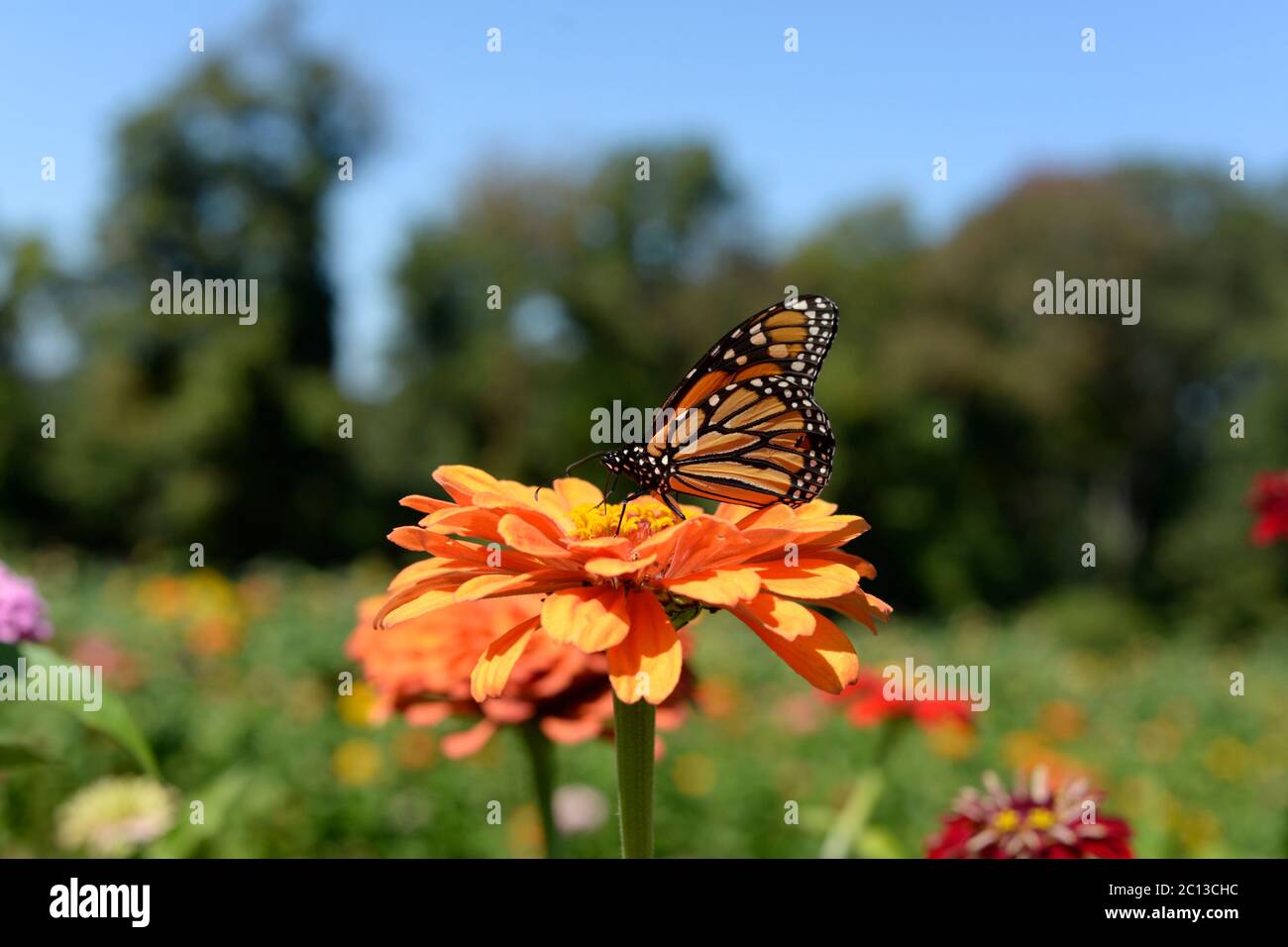 Monarch Schmetterling sitzt auf Blume Riamede Farm in New Jersey Stockfoto