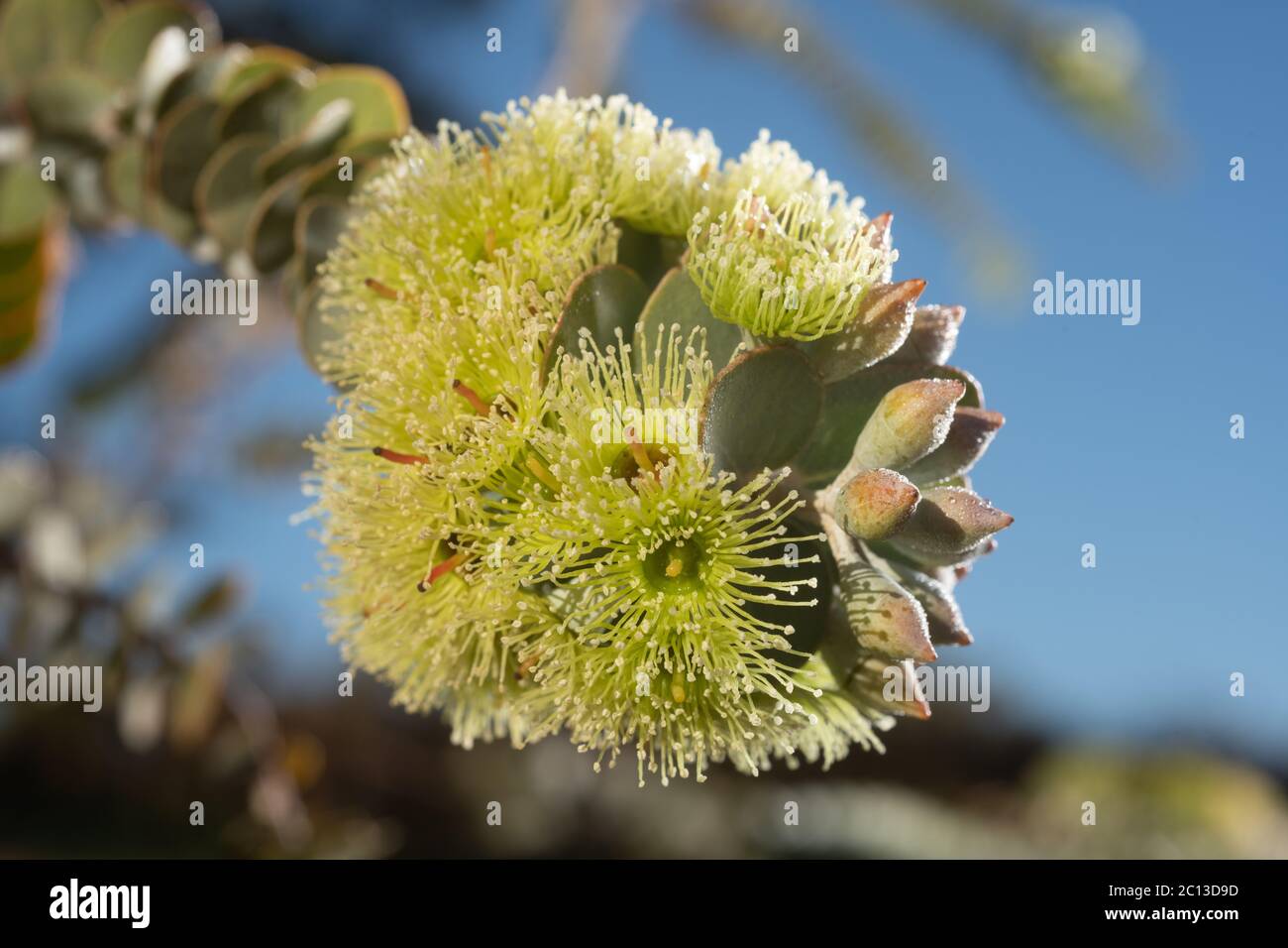 Winterblüte Eucalyptus kruseana auch bekannt als Book Leaf Mallee.dieser einheimische australische Kaugummibaum ist endemisch in Western Australia. Stockfoto