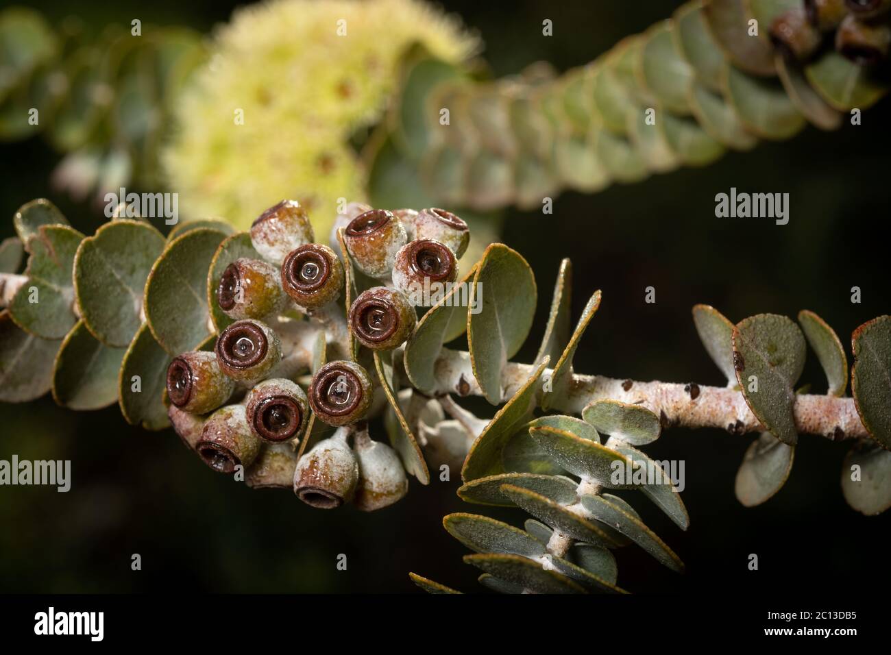 Winter blühende Eucalyptus kruseana alson wissen und Buch-Blatt amllee. Dieser einheimische australische Kaugummibaum ist in Westaustralien endemisch. Stockfoto