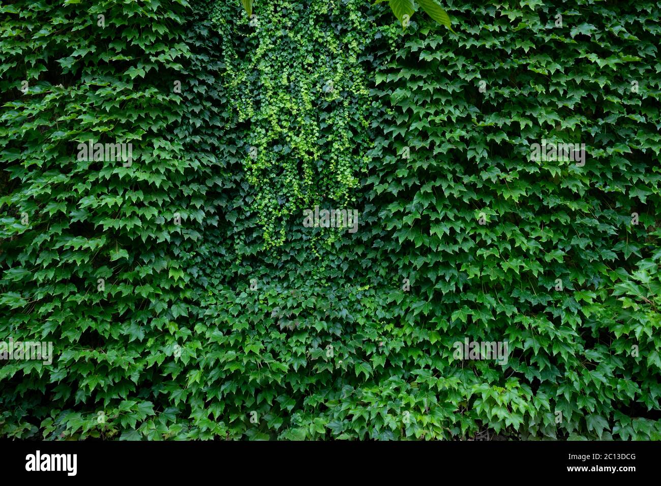 Üppig grüne Wand der Kletterpflanze, bewölkten Tag. Stockfoto