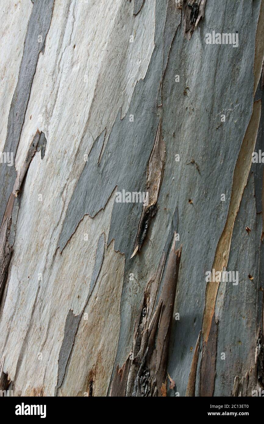 Graue, blaue, silberne und gelbe Rindenstreifen auf einem Eukalyptusbaum. Stockfoto