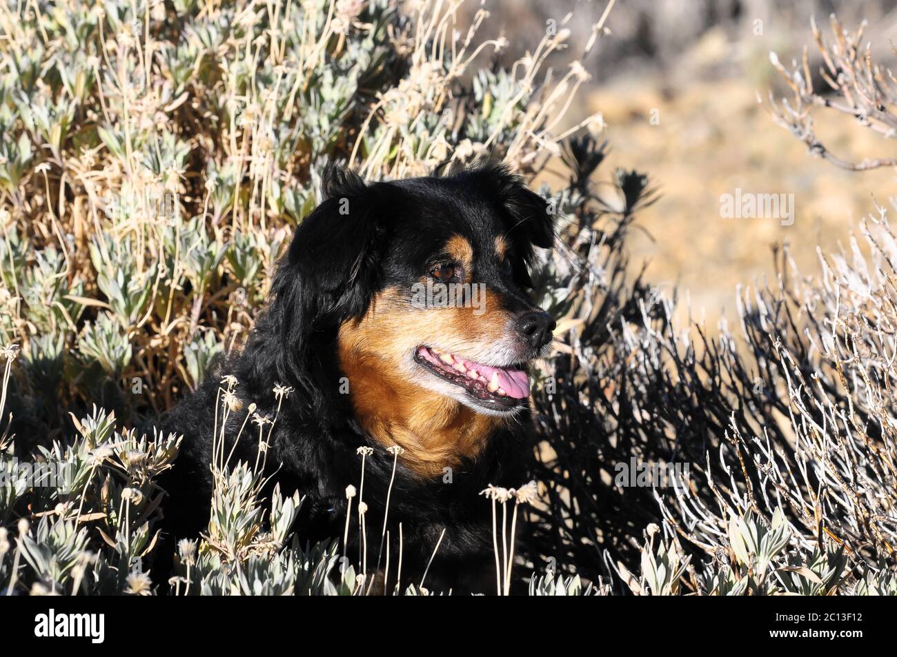 Hund in der Nähe des Ozeans Stockfoto