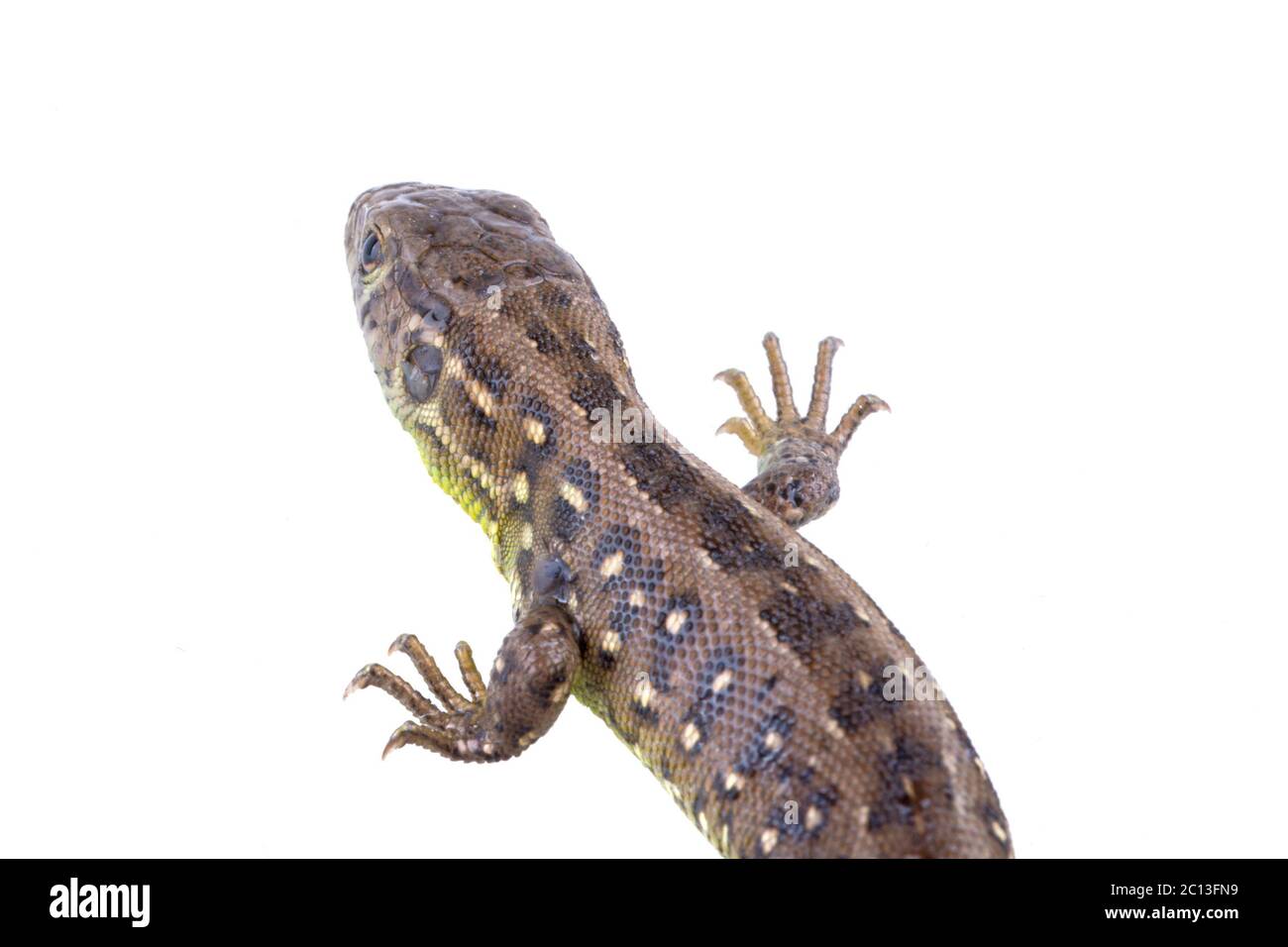 Eidechse (Lacerta agilis) auf weißem Hintergrund Stockfoto