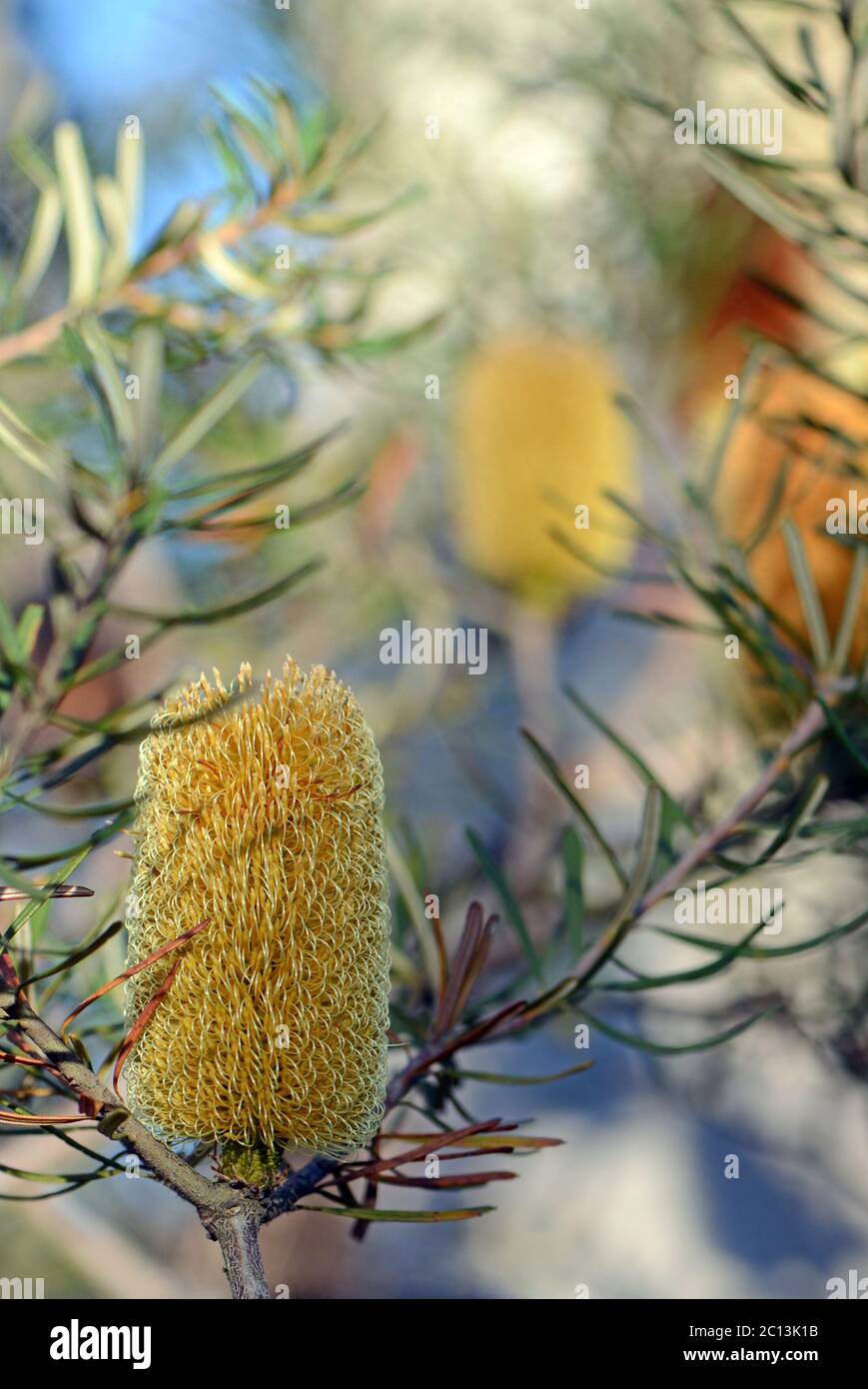 Gelber Blütenstand und Blüten der australischen Eingeborenen Silver Banksia, Banksia marginate, Familie Proteaceae. Auch bekannt als Honeysuckle Banksia. Stockfoto