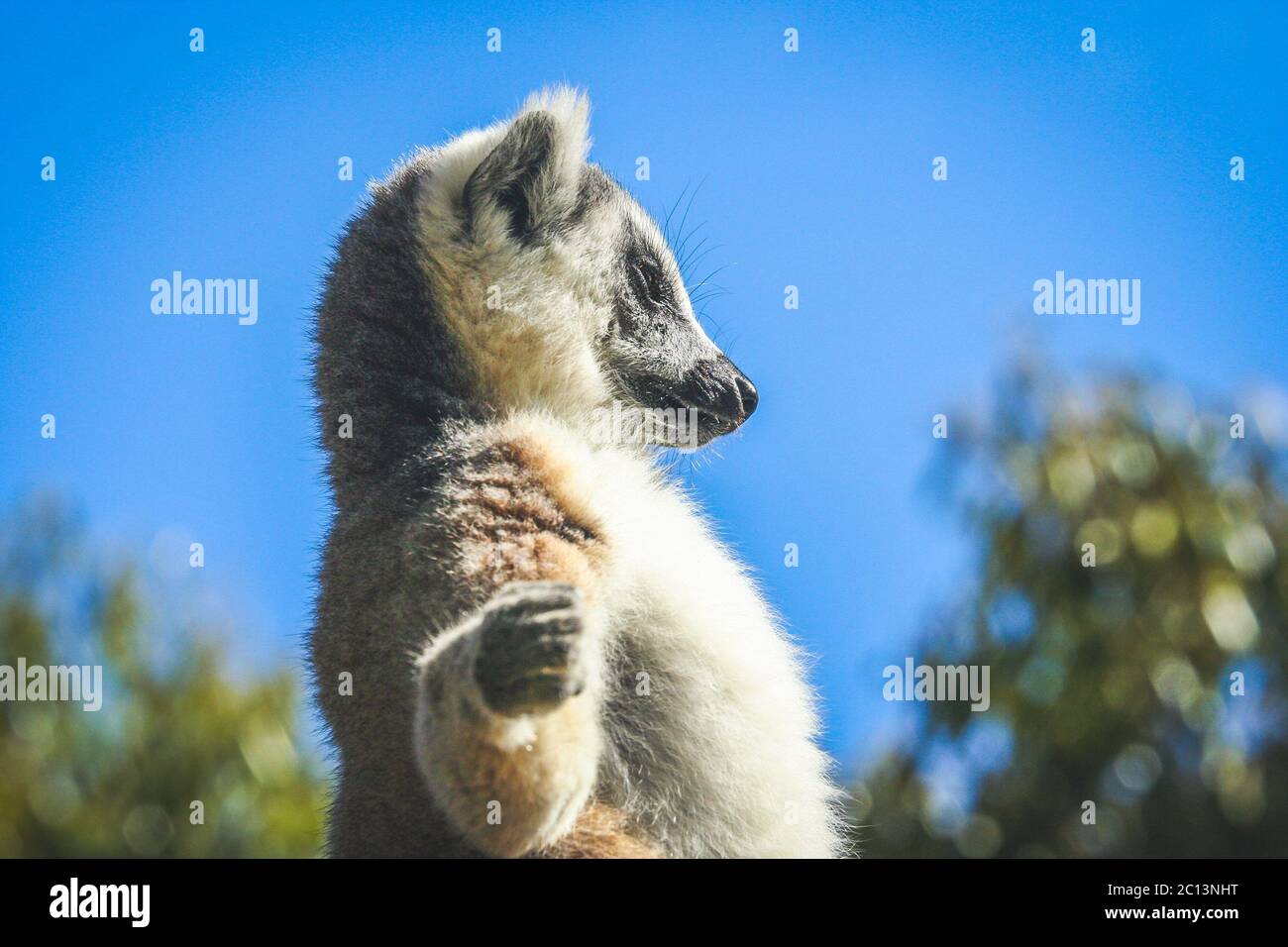 Lemur Sonnenbad auf einem Felsen Stockfoto