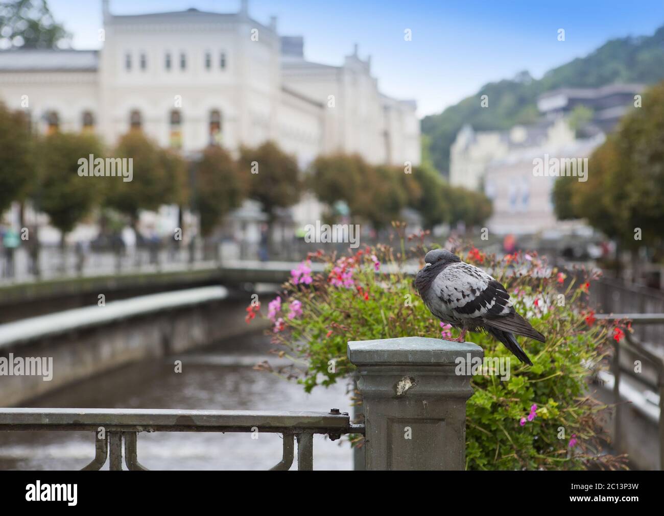 Taube auf einem Geländer, Tepla Fluss. Karlsbad . Tschechische Republik Stockfoto