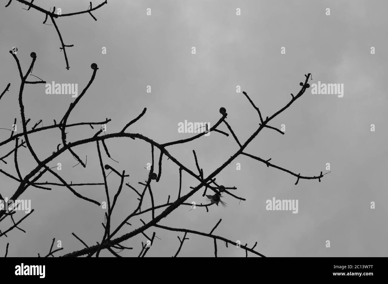 Monochromes Bild eines dornigen Baumes gegen bewölkten Himmel Stockfoto