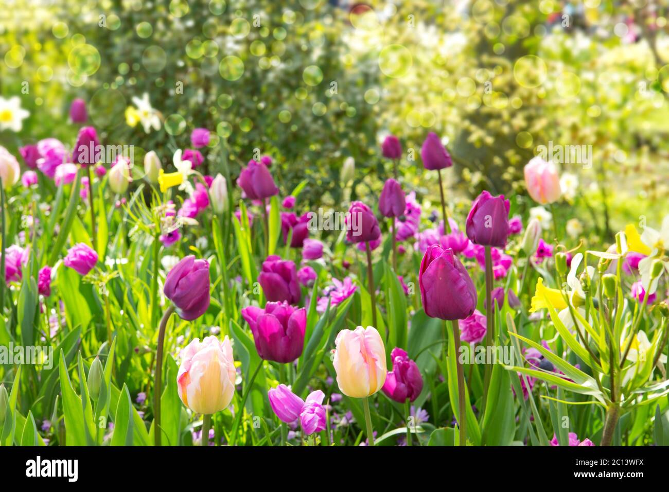 Busch Modellbau Tulpen & Margeriten - 24 Blumen Mit Schubkarre