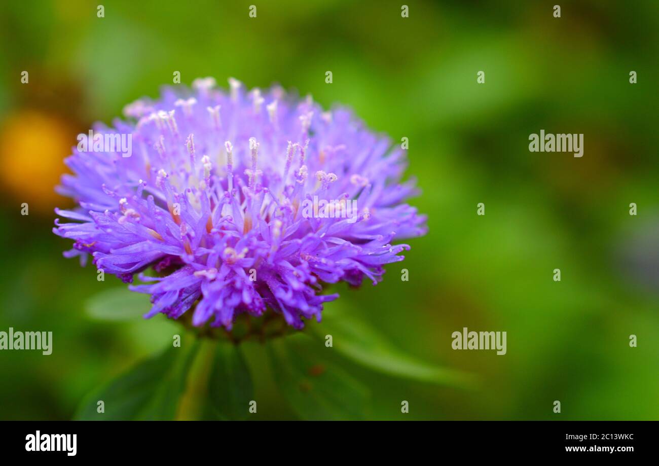 Wilde Blumen mit einigen Teilen im Fokus Stockfoto