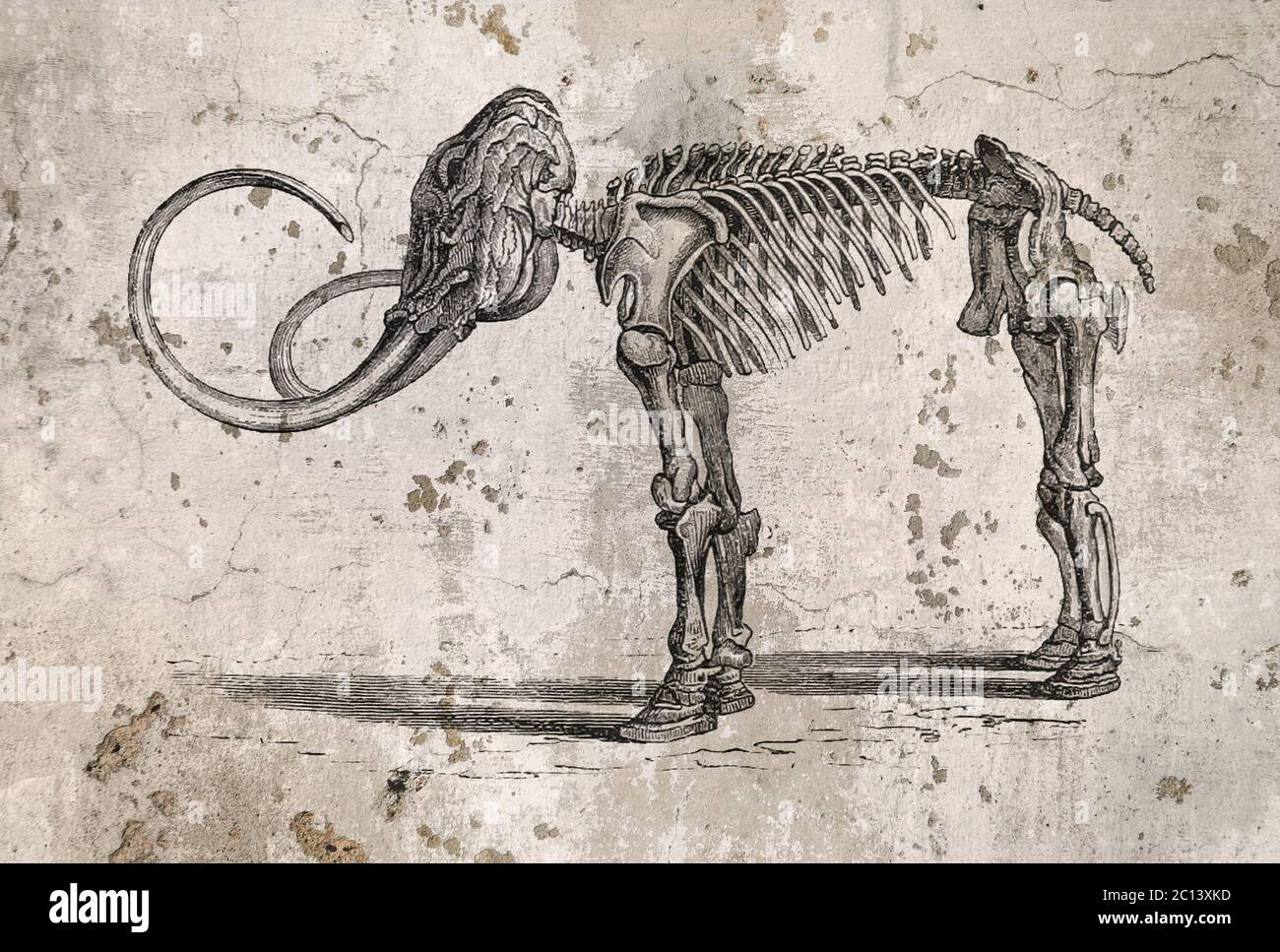 Mammut-Skelett Stockfoto