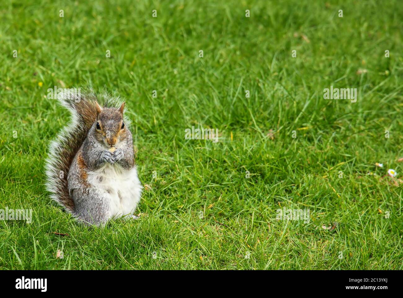 Eichhörnchen in einem Gras Stockfoto