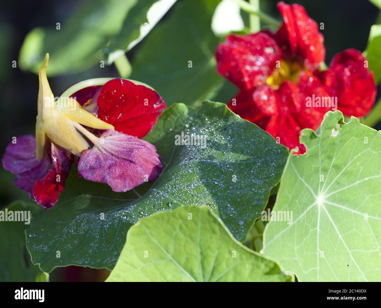Tau, Regen auf ein Blatt und eine Blume einer Nastrution Stockfoto